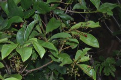 Ardisia solanacea